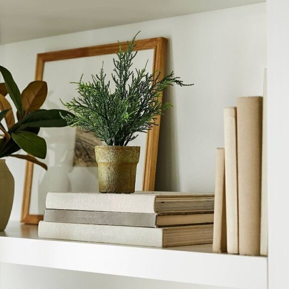 Studio McGee Small Potted Cypress - Threshold - Picture 2 of 7